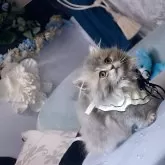 ミヌエット(短足)