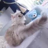 ミヌエット(短足)