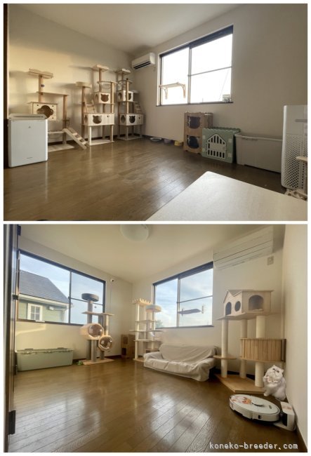 ママの部屋です｜尾崎　由侑(おざき　ゆう)ブリーダー(埼玉県・ミヌエットなど・TICA/CPA登録)の紹介写真3