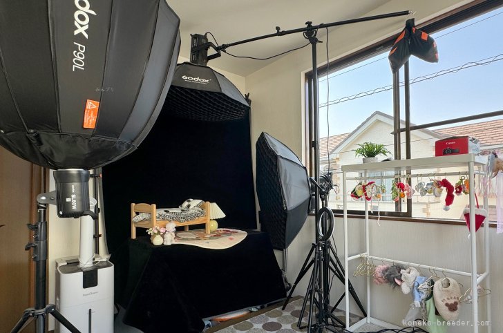 写真撮影スタジオ｜尾崎　由侑(おざき　ゆう)ブリーダー(埼玉県・ミヌエットなど・TICA/CPA登録)の紹介写真4