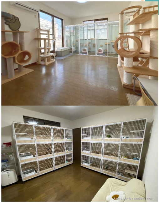 弊社の子猫部屋では、トイレトレーニングや他猫との共存に適応する時間を確保し、自然な成長環境を提供して｜尾崎　由侑(おざき　ゆう)ブリーダー(埼玉県・ミヌエットなど・TICA/CPA登録)の紹介写真5