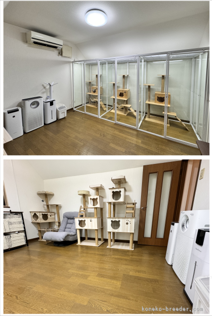 パパの部屋です｜尾崎　由侑(おざき　ゆう)ブリーダー(埼玉県・ミヌエットなど・TICA/CPA登録)の紹介写真6