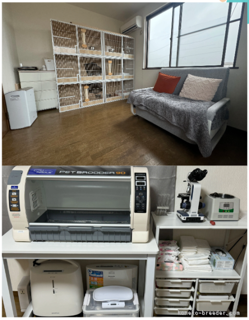 出産室｜尾崎　由侑(おざき　ゆう)ブリーダー(埼玉県・ミヌエットなど・TICA/CPA登録)の紹介写真7