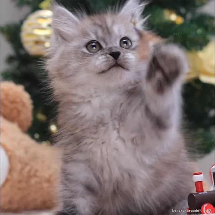 ID：2407-01805の子猫