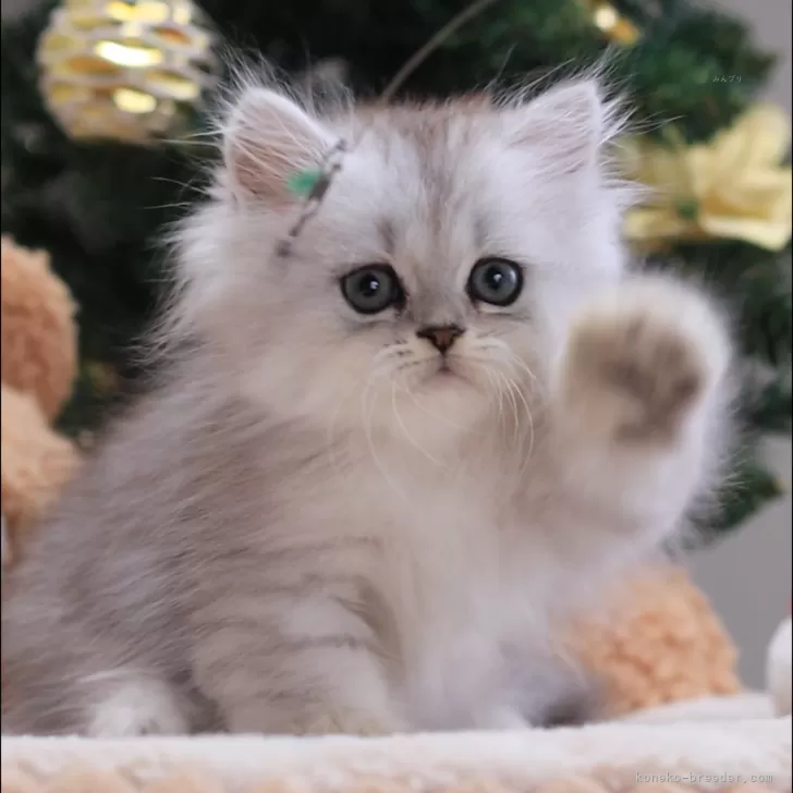 ID：2407-00327の子猫