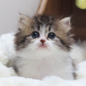 ミヌエット(短足)【埼玉県・女の子・2024年8月26日・ブラウンタビーホワイト】の写真「とても人懐っこい、甘えん坊です。」