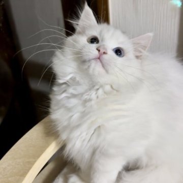 マンチカン(短足)【埼玉県・男の子・2023年7月16日・ホワイト】の写真「オッドアイ！」