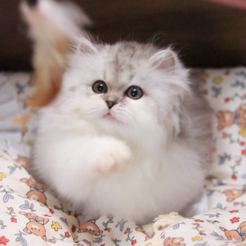 ミヌエット(短足)【埼玉県・男の子・2024年8月26日・シルバータビーホワイト】の写真「とても人懐っこい、甘えん坊です。」