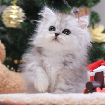 ミヌエット(短足)【埼玉県・女の子・2024年6月10日・シェーデット シルバーパッチド】の写真「とても人懐っこい、甘えん坊です。」