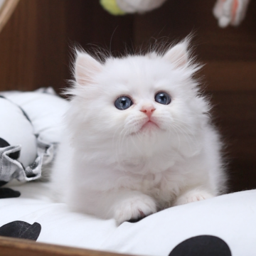 ミヌエット(長足)【埼玉県・女の子・2024年8月23日・ホワイト】の写真「とても人懐っこい、甘えん坊です。」