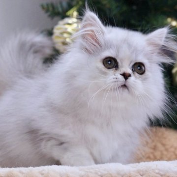 ミヌエット(短足)【埼玉県・女の子・2024年6月10日・シェーデット シルバーパッチド】の写真「人懐っこく、甘えん坊な性格」