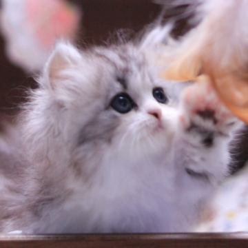 ミヌエット(短足)【埼玉県・女の子・2024年8月26日・シルバータビーホワイト】の写真「甘えん坊で人懐っこい、人触るとゴロゴロする。」