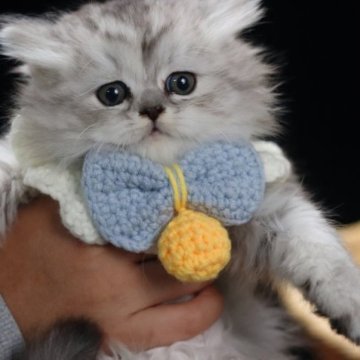 ミヌエット(長足)【埼玉県・女の子・2023年10月5日・シルバーパッチドタビー（フワフワ）】の写真「甘えん坊」