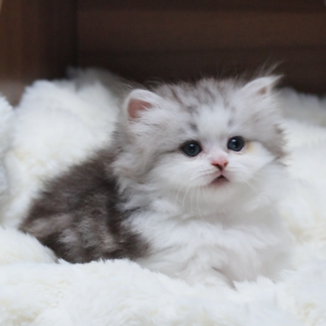 ミヌエット(短足)【埼玉県・女の子・2024年8月26日・シルバータビーホワイト】の写真「とても人懐っこい、甘えん坊です。」