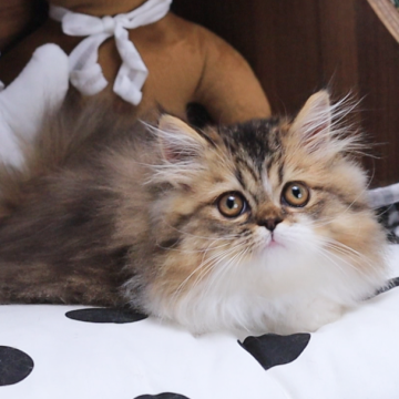 ミヌエット(短足)【埼玉県・男の子・2024年6月23日・ブラウンタビー ホワイト(ロング)】の写真「とても人懐っこい、甘えん坊です！」