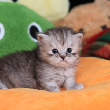 ミヌエット(長足)【埼玉県・女の子・2024年6月22日・シルバーパッチドタビー】の写真「とても人懐っこい、甘えん坊です！」