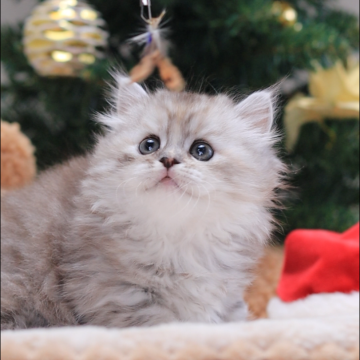 ミヌエット(短足)【埼玉県・女の子・2024年6月22日・シルバーパッチドタビー】の写真「とても人懐っこい、甘えん坊です！」