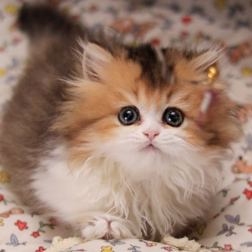 ミヌエット(短足)【埼玉県・女の子・2025年3月24日・シェーデット ゴールデン ホワイト】の写真「性格は甘えん坊でおりこうさん」