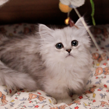 ミヌエット(短足)【埼玉県・男の子・2025年3月22日・シェーデット シルバー】の写真「性格は甘えん坊でおりこうさん」