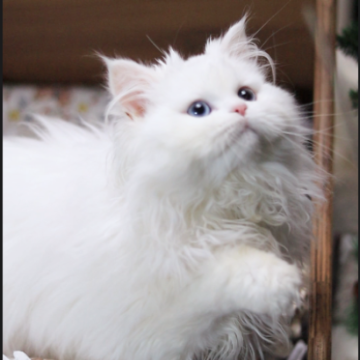 ミヌエット(長足)【埼玉県・女の子・2024年8月23日・ホワイト】の写真「甘えん坊で人懐っこい、穏やか、人が触るとゴロゴロ」