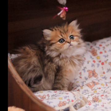 ミヌエット(長足)【埼玉県・女の子・2025年10月12日・ブラウンタビー】の写真「性格は甘えん坊でおりこうさん」