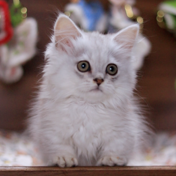 ミヌエット(短足)【埼玉県・男の子・2025年3月22日・シェーデット シルバー】の写真「性格は甘えん坊でおりこうさん」