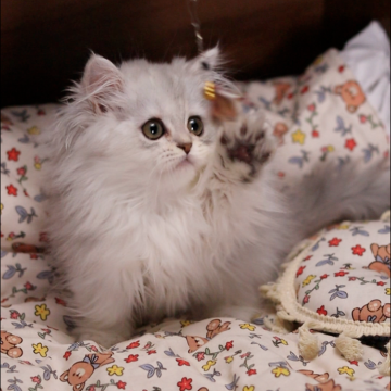 ミヌエット(短足)【埼玉県・女の子・2025年7月2日・シェーデット ブルーシルバー】の写真「性格は甘えん坊でおりこうさん」