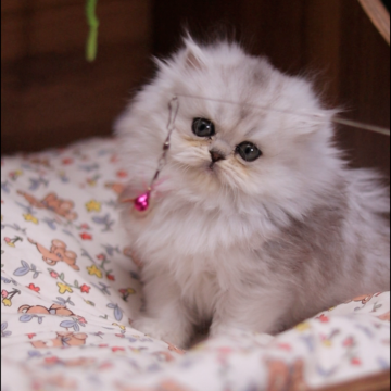 ミヌエット(長足)【埼玉県・女の子・2025年10月19日・シェーデットシルバー】の写真「性格は甘えん坊でおりこうさん」