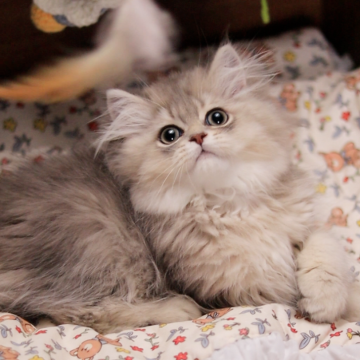 ミヌエット(長足)【埼玉県・男の子・2025年3月7日・シェーデット ブルーゴールデン】の写真「甘えん坊。なんでも興味津々。静かに一人遊びもできる」