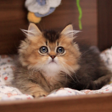 ミヌエット(短足)【埼玉県・男の子・2025年3月24日・シェーデット ゴールデン】の写真「性格は甘えん坊でおりこうさん」