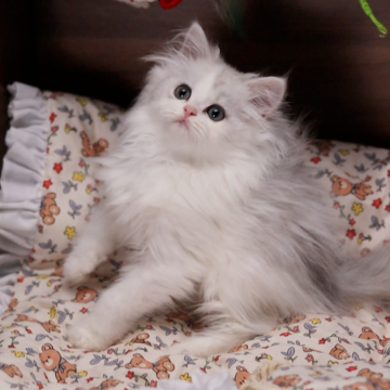 ミヌエット(長足)【埼玉県・男の子・2025年7月2日・シェーデット ブルーシルバー ホワイト】の写真「性格は甘えん坊でおりこうさん」