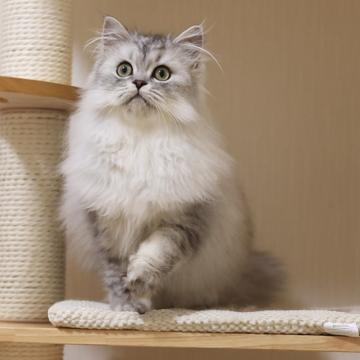 ミヌエット(長足)【埼玉県・男の子・2024年8月23日・シルバータビー】の写真「甘えん坊で人懐っこい、穏やか、人が触るとゴロゴロ」