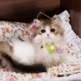 ミヌエット(長足)