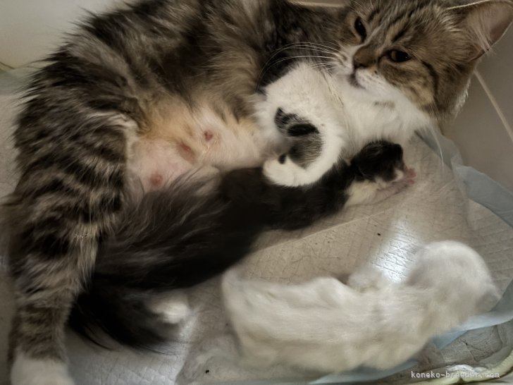 中元梢ブリーダーのブログ：ふーちゃんの子猫ちゃん産まれてます✨
