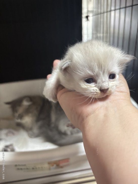 中元梢ブリーダーのブログ：なっちゃんの子猫ちゃん達👶🏻‪お目目が開きました♥️
