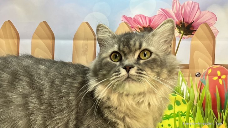 中元梢ブリーダーのブログ：春ちゃんの子猫ちゃん達♥️