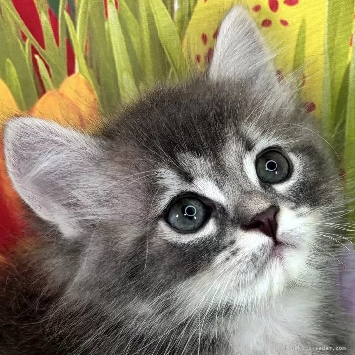 ID:2405-01782の子猫