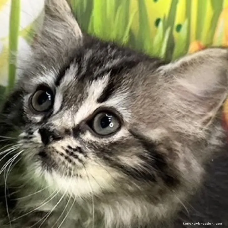 ID：2310-00139の子猫