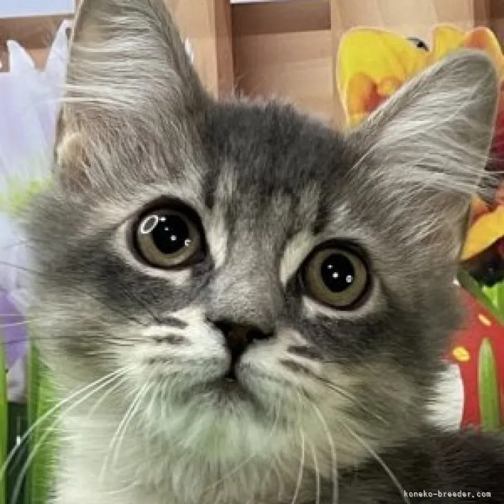 ID:2308-00630の子猫