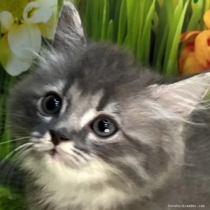 ID:2310-00144の子猫
