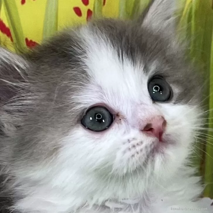 ID:2406-02719の子猫