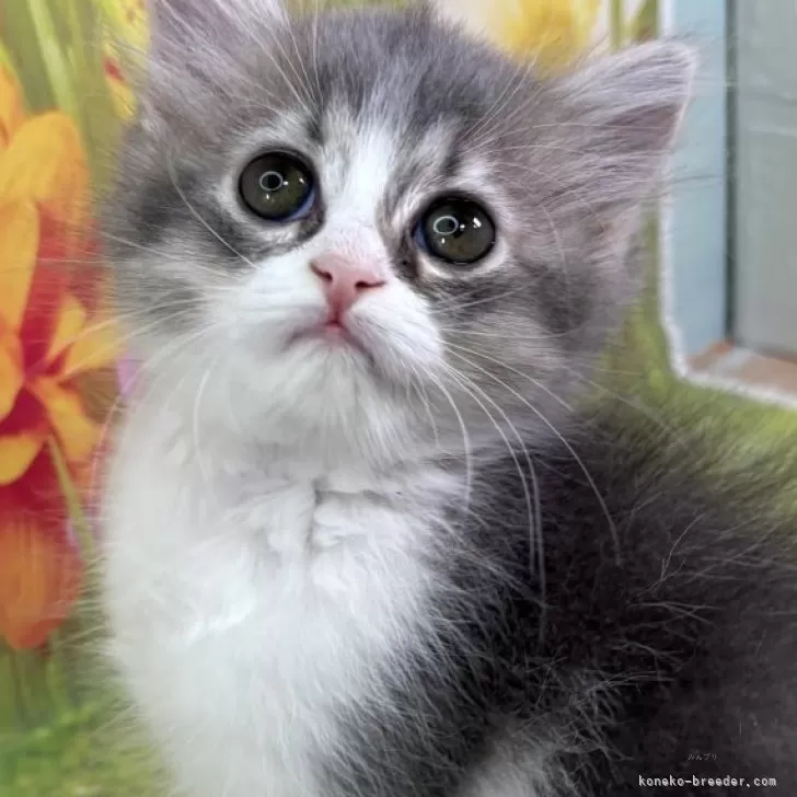 ID:2410-02713の子猫