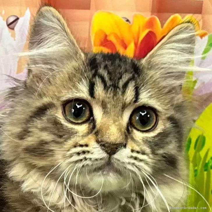 ID:2401-00976の子猫
