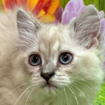 サイベリアン【宮崎県・男の子・2023年10月27日・ブルーポイント】の写真「ブルーポイントちゃん♪」