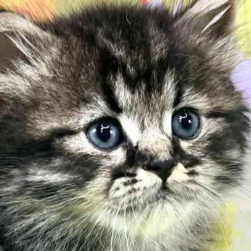サイベリアン【宮崎県・男の子・2024年5月7日・ブラウンタビー&ホワイト】の写真「御家族決まりました🍀︎」