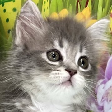 サイベリアン【宮崎県・女の子・2023年8月25日・ブルータビー】の写真「心癒される仔猫との出逢いを体験してみませんか？」