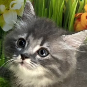 サイベリアン【宮崎県・男の子・2023年8月12日・ブルータビー】の写真「まもなく掲載終了！特別大特価！２７日まで！」
