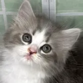 サイベリアン【宮崎県・女の子・2023年4月19日・ブルータビー&ホワイト】の写真1「ハチワレがとても綺麗です☺️」