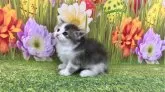 サイベリアン【宮崎県・男の子・2024年5月13日・ブルータビー&ホワイト】の写真2「ご飯をもりもり食べます❤️」