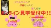 サイベリアン【宮崎県・男の子・2025年7月14日・ブラックタビー】の写真14「オンライン見学何時でも受け付けております🍀お気軽にお問い合わせください♥️」